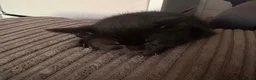 Mixed Breed cats for sale: 2 black girl kittens  - Advert 3