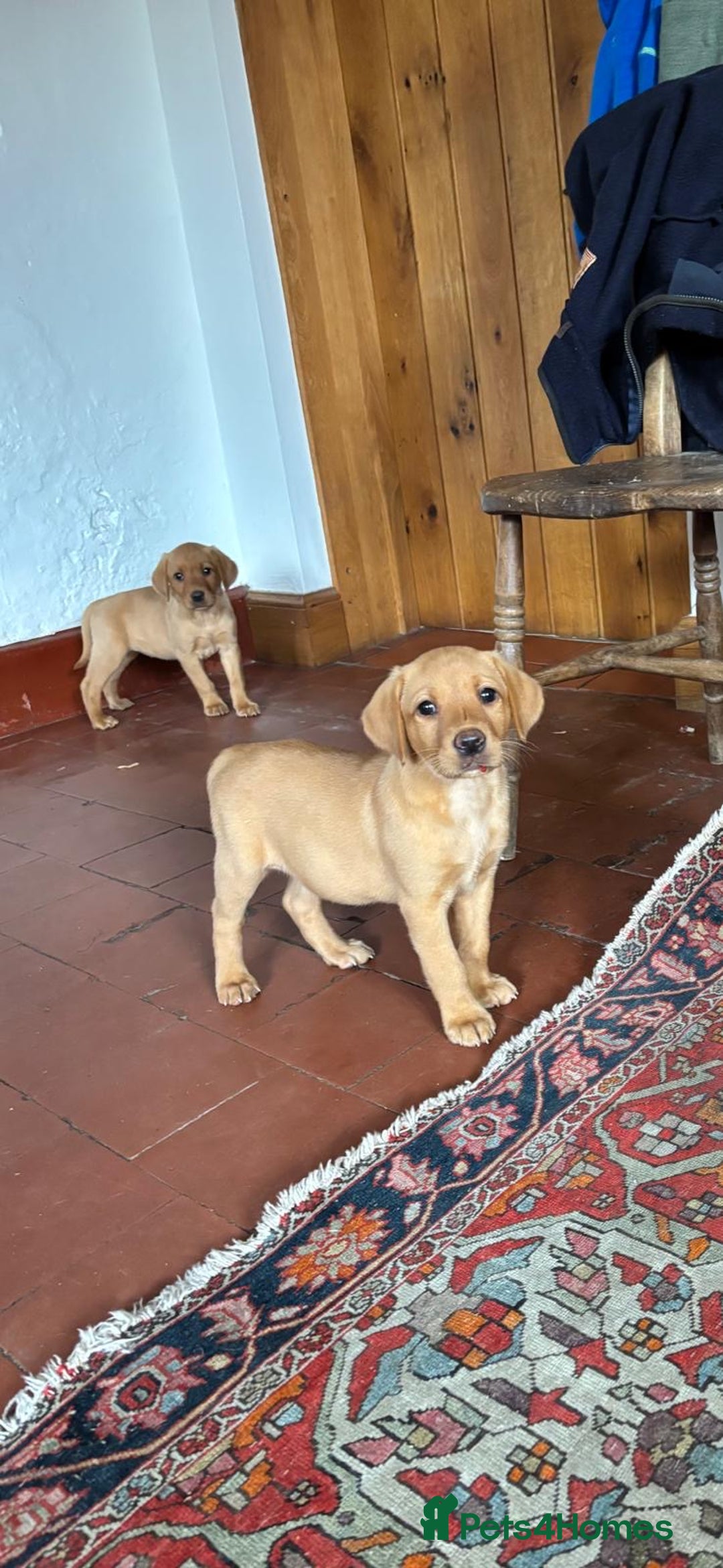 Labrador Retriever dogs for sale: KC FOX RED LABRADORS  - Image 6