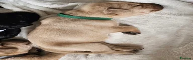 Labrador Retriever 8