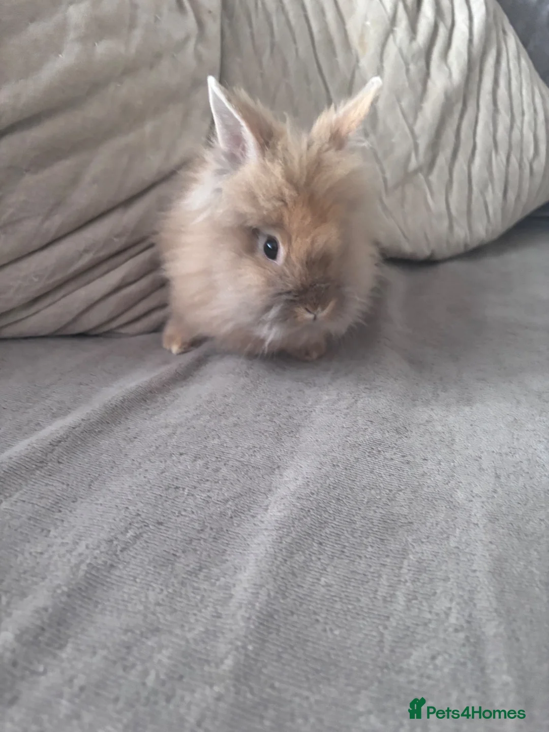 Lionhead rabbits for sale: Beautiful double maned lion heads   in Ripley - Advert 2