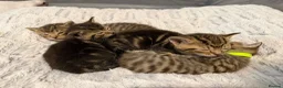 Mixed Breed cats for sale: Beautiful kittens  in Ipswich - Advert 13