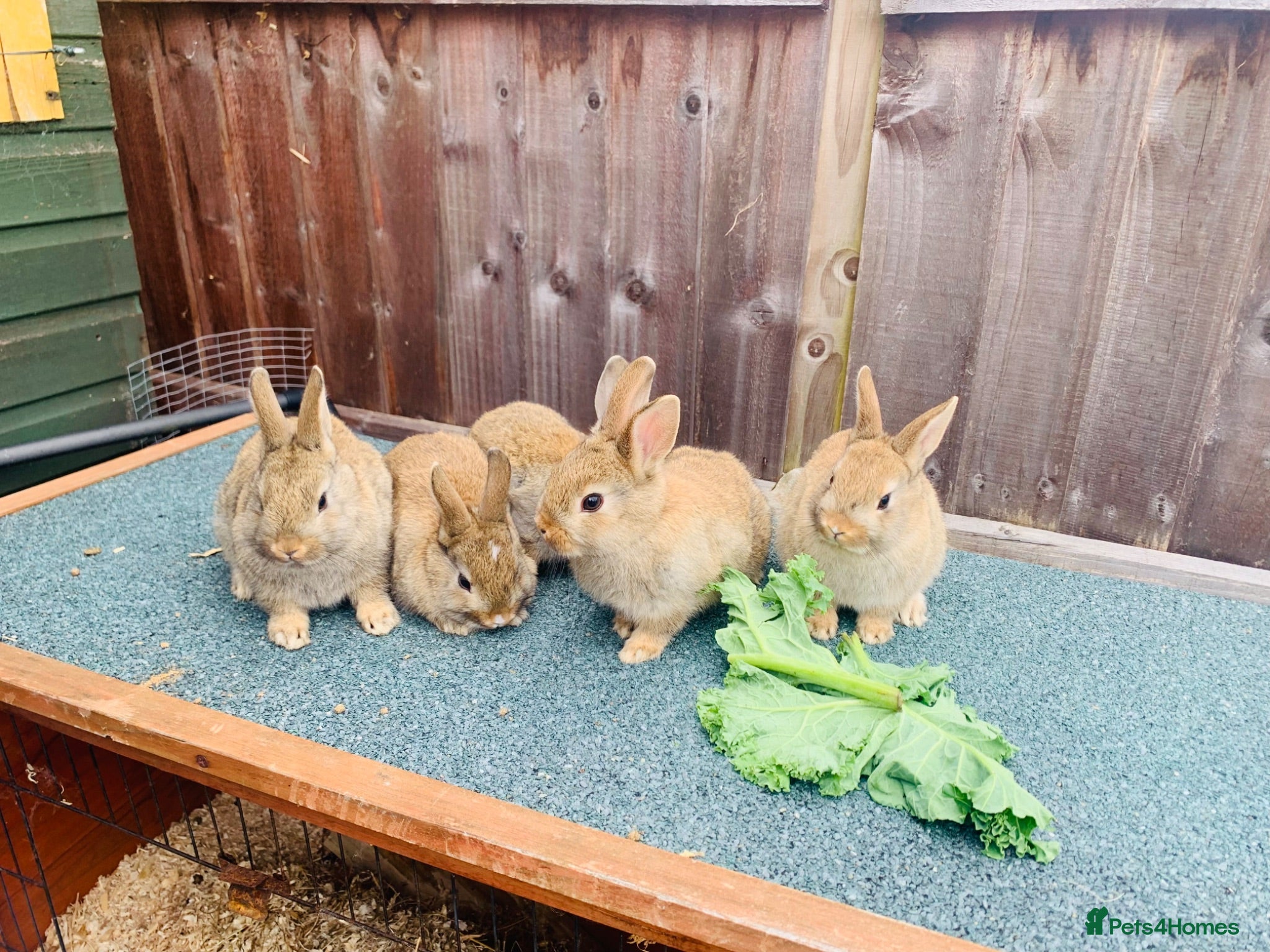 Netherland Dwarf rabbits Netherland Dwarf / Cross Baby Rabbits  - Advert 2