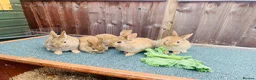 Netherland Dwarf rabbits for sale: Netherland Dwarf / Cross Baby Rabbits  - Advert 2