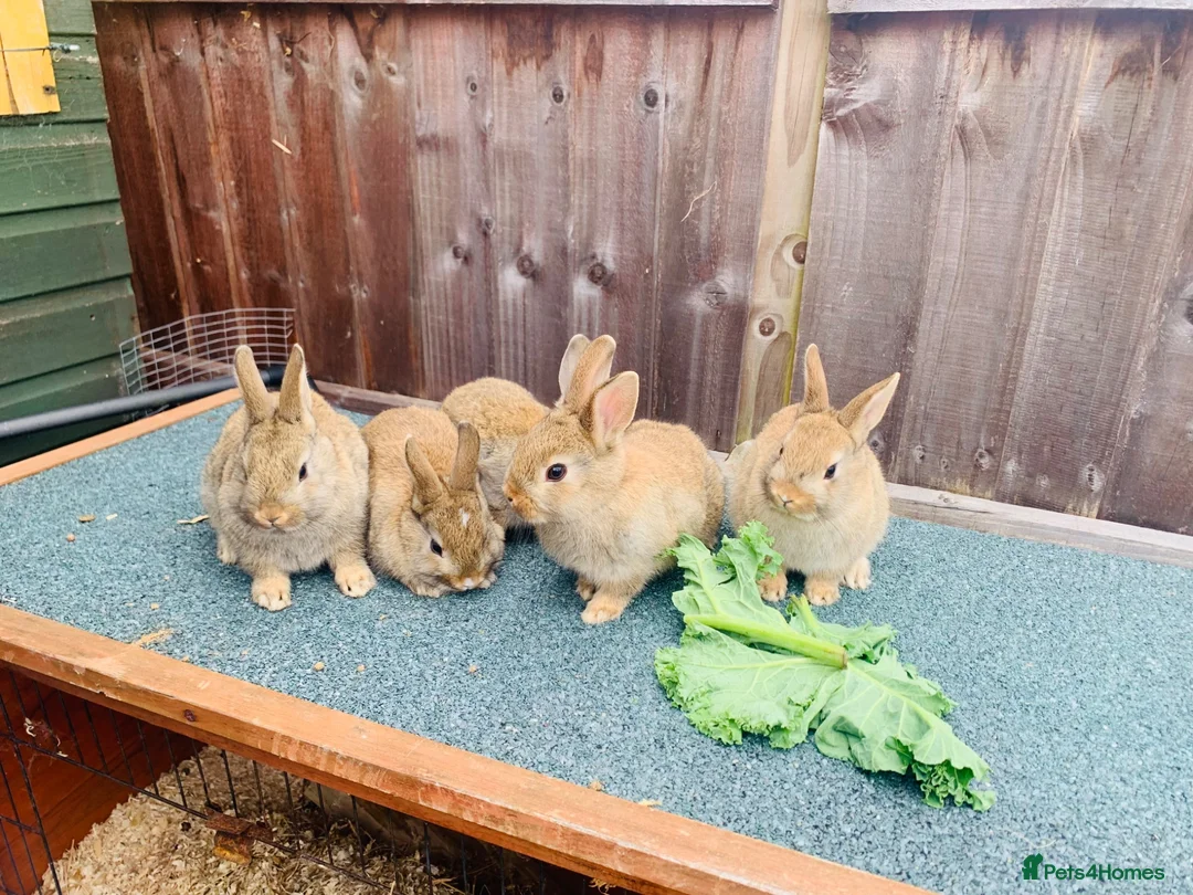Netherland Dwarf rabbits for sale: Netherland Dwarf / Cross Baby Rabbits  - Advert 2