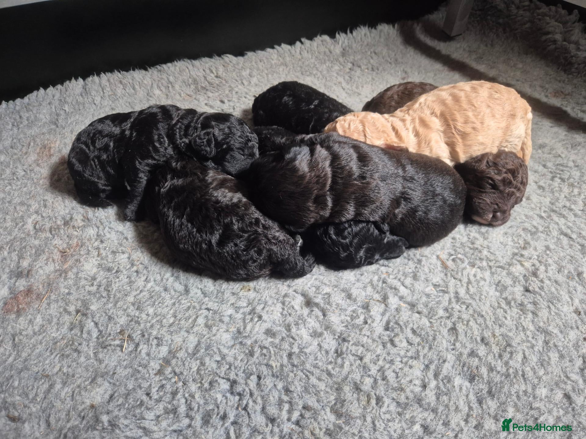 Labradoodle dogs Stunningly beautiful Miniature Labradoodles !  - Advert 2
