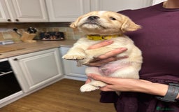 Cocker Spaniel dogs for sale: READY SOON! Working Cocker Spaniel mix Puppies  - Image 15