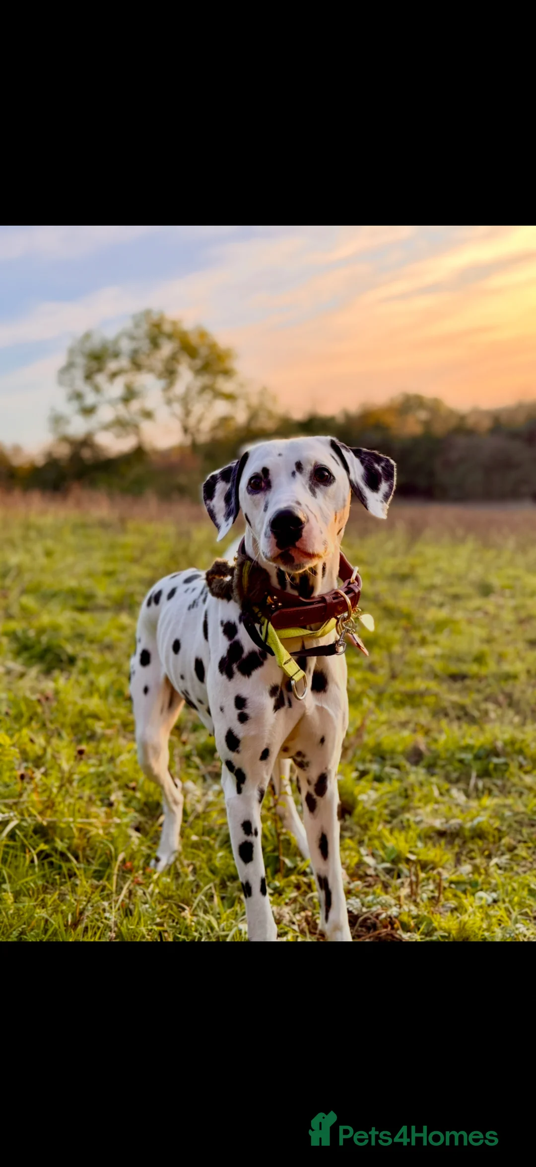 Dalmatian dogs for sale: Purdy  - Advert 2