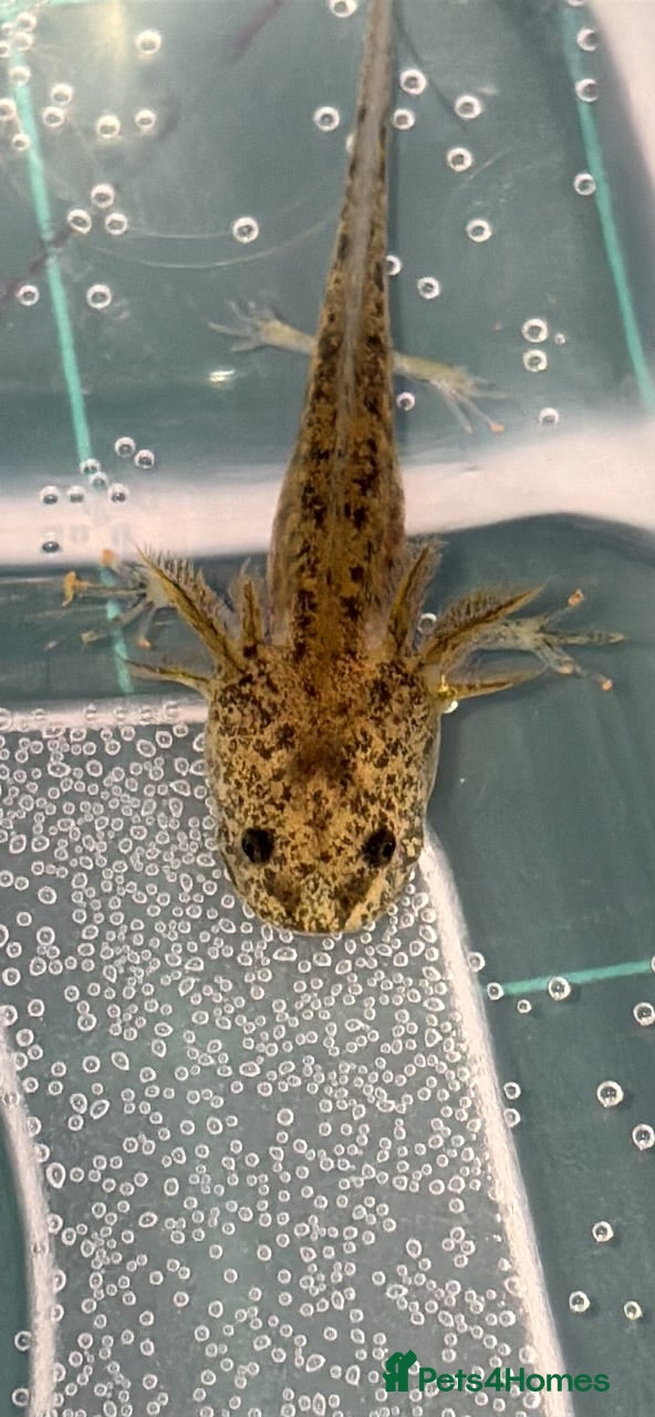Axolotl reptiles Baby aXolotls - Advert 7
