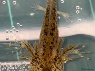 Axolotl reptiles Baby aXolotls - Advert 7