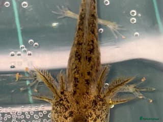 Axolotl reptiles Baby aXolotls - Advert 15