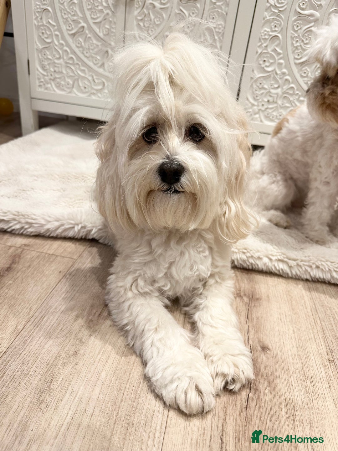 Lhasapoo dogs for sale: Our Beautiful Dogs looking for forever homes - Advert 4