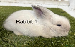 Angora rabbits for sale: Teddy Widder babies for sale  - Image 2