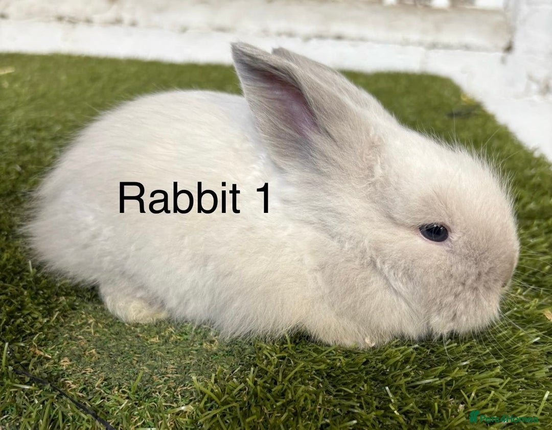 Angora rabbits for sale: Teddy Widder babies for sale  - Image 2