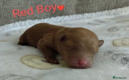 Cockapoo dogs for sale: Stunning Unique Cockapoo Puppies - Image 8