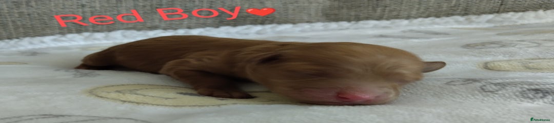 Red Boy