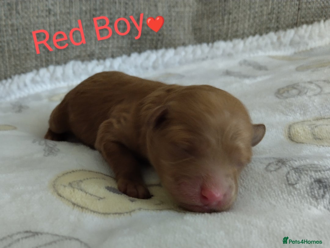 Cockapoo dogs for sale: Stunning Unique Cockapoo Puppies - Image 8