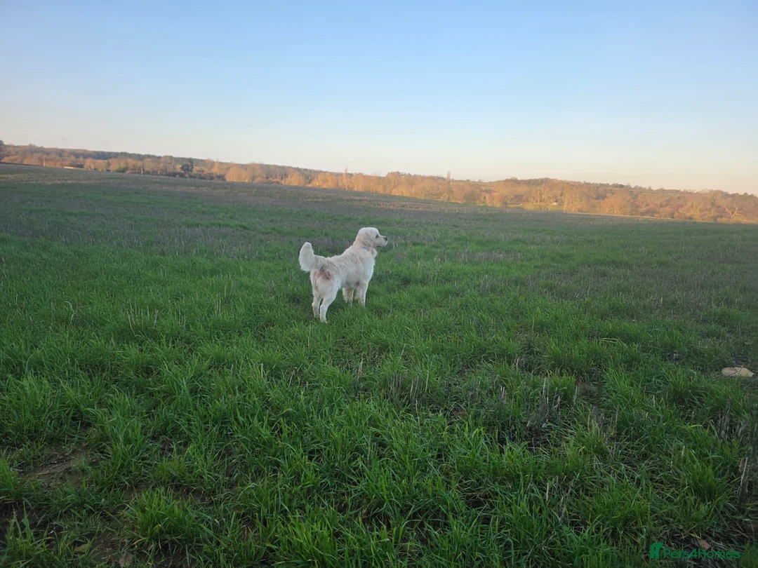 Golden Retriever dogs for stud: Gorgeous KC registered golden retriever Stud,  - Advert 12