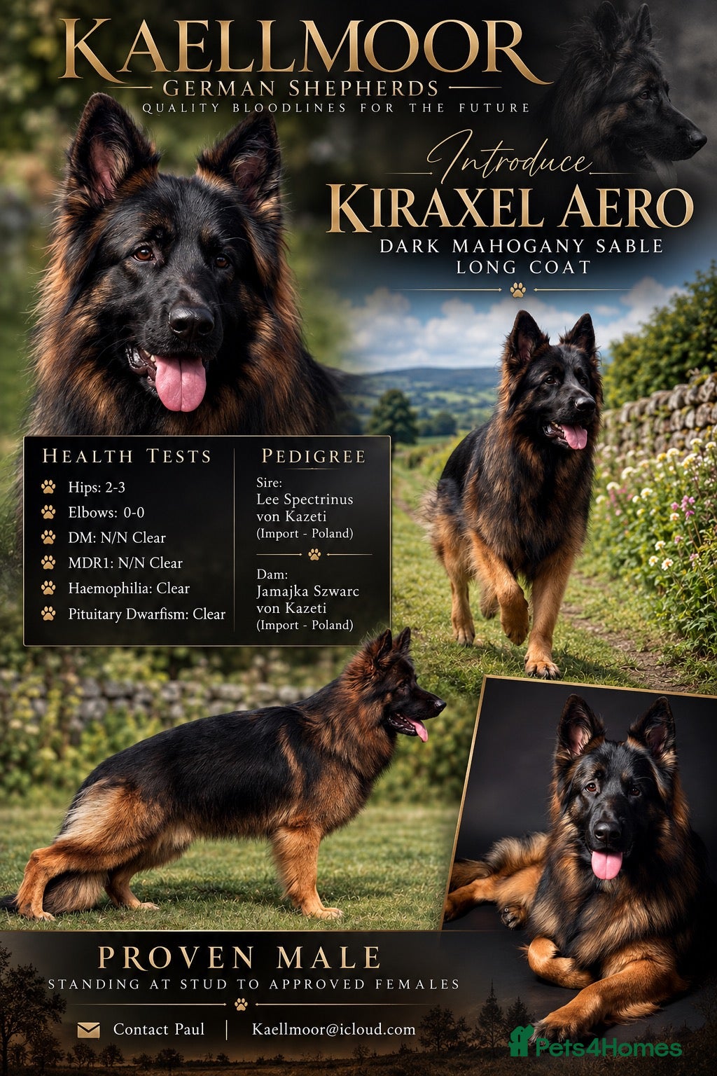 German Shepherd dogs Standing at Stud - Advert 2