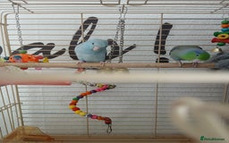 Parrots birds for sale: Bonding pair of parrotlets and conures  - Image 14