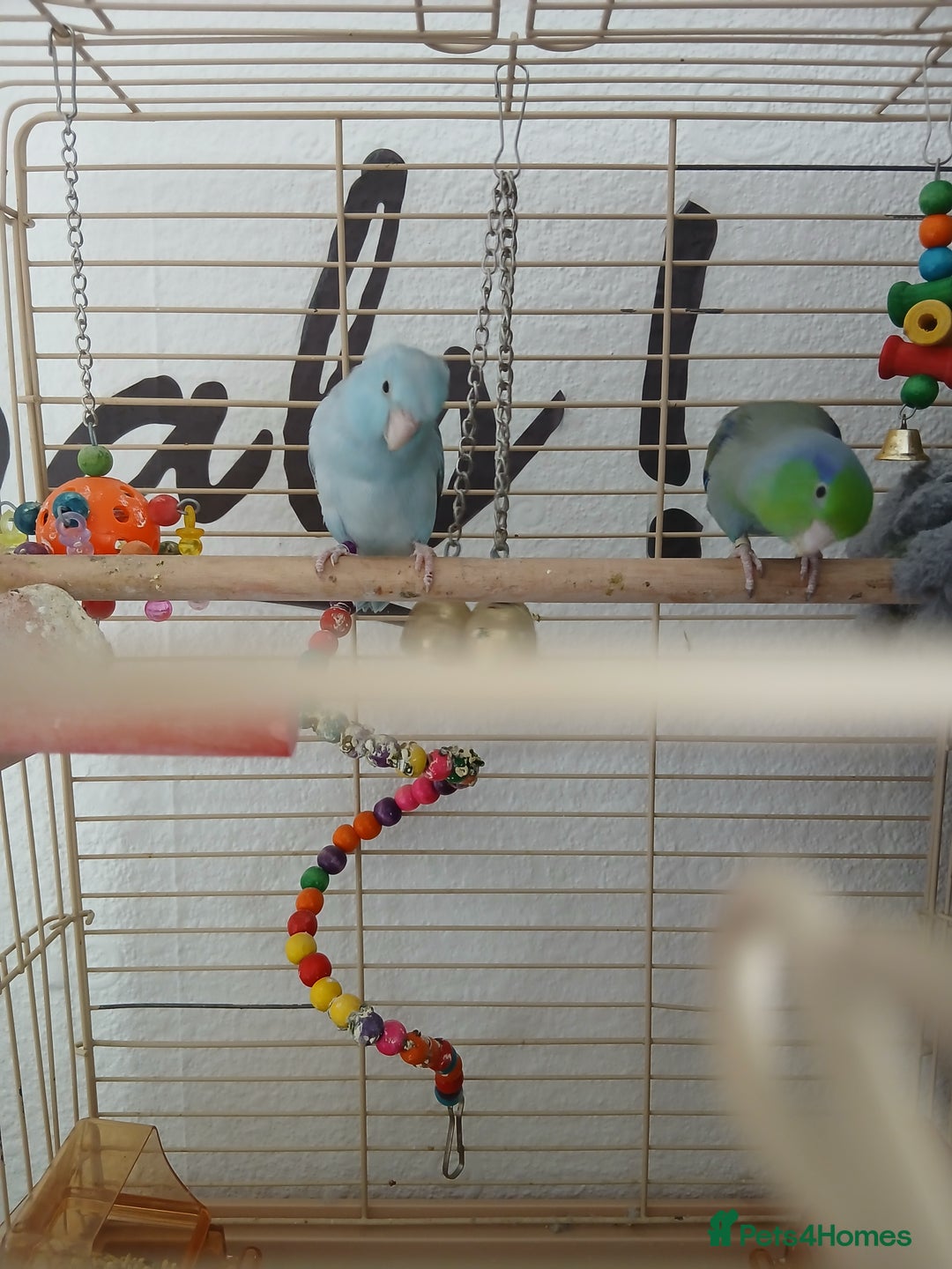 Parrots birds for sale: Bonding pair of parrotlets and conures  - Image 14