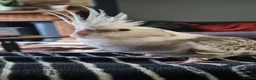 Cockatiels birds for sale: Bonded pair of cockatiels  in Sittingbourne - Advert 7