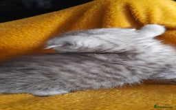 Scottish Fold cats for sale: LAST BOY FOLD. OPEN TO OFFERS.  in Aberdare - Image 24