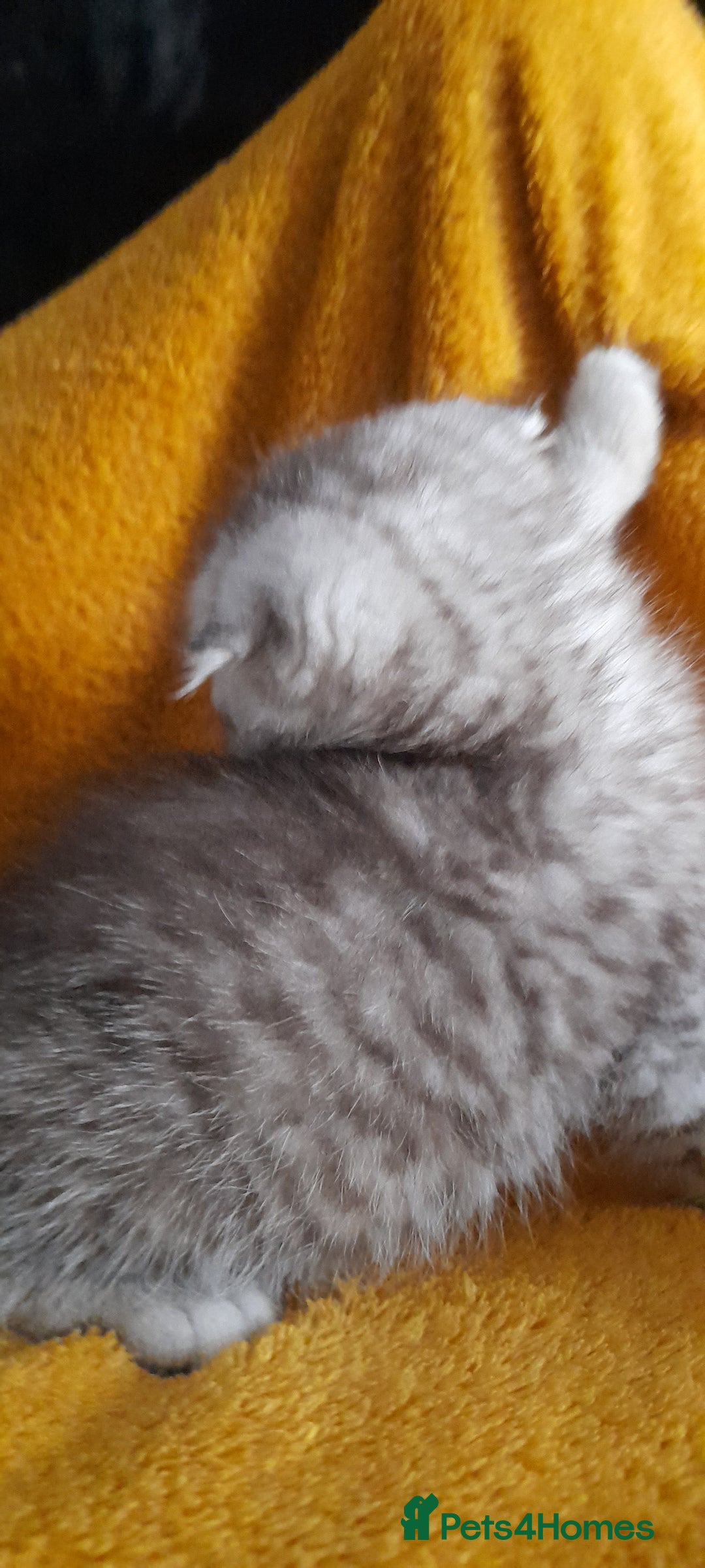 Scottish Fold cats for sale: LAST BOY FOLD. OPEN TO OFFERS.  in Aberdare - Image 24