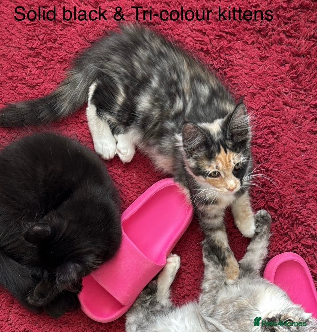 Maine Coon cats for sale: TICA MAINE COON BOY - £800.   - Advert 17