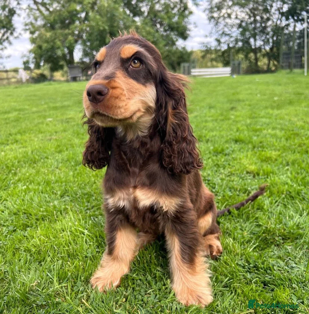 Cocker Spaniel dogs for stud: TRUE TO TYPE- Chocolate & Tan Show Cocker Spaniel in Holywell - Advert 17