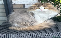 Scottish Fold cats for sale: TEDDY beautiful boy  - Advert 4