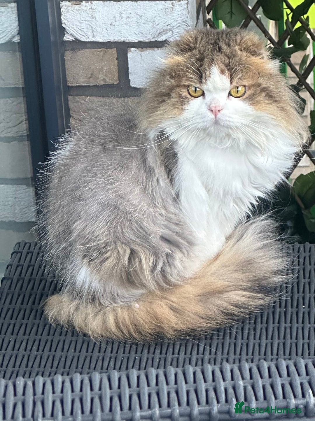 Scottish Fold cats for sale: TEDDY beautiful boy  - Advert 4