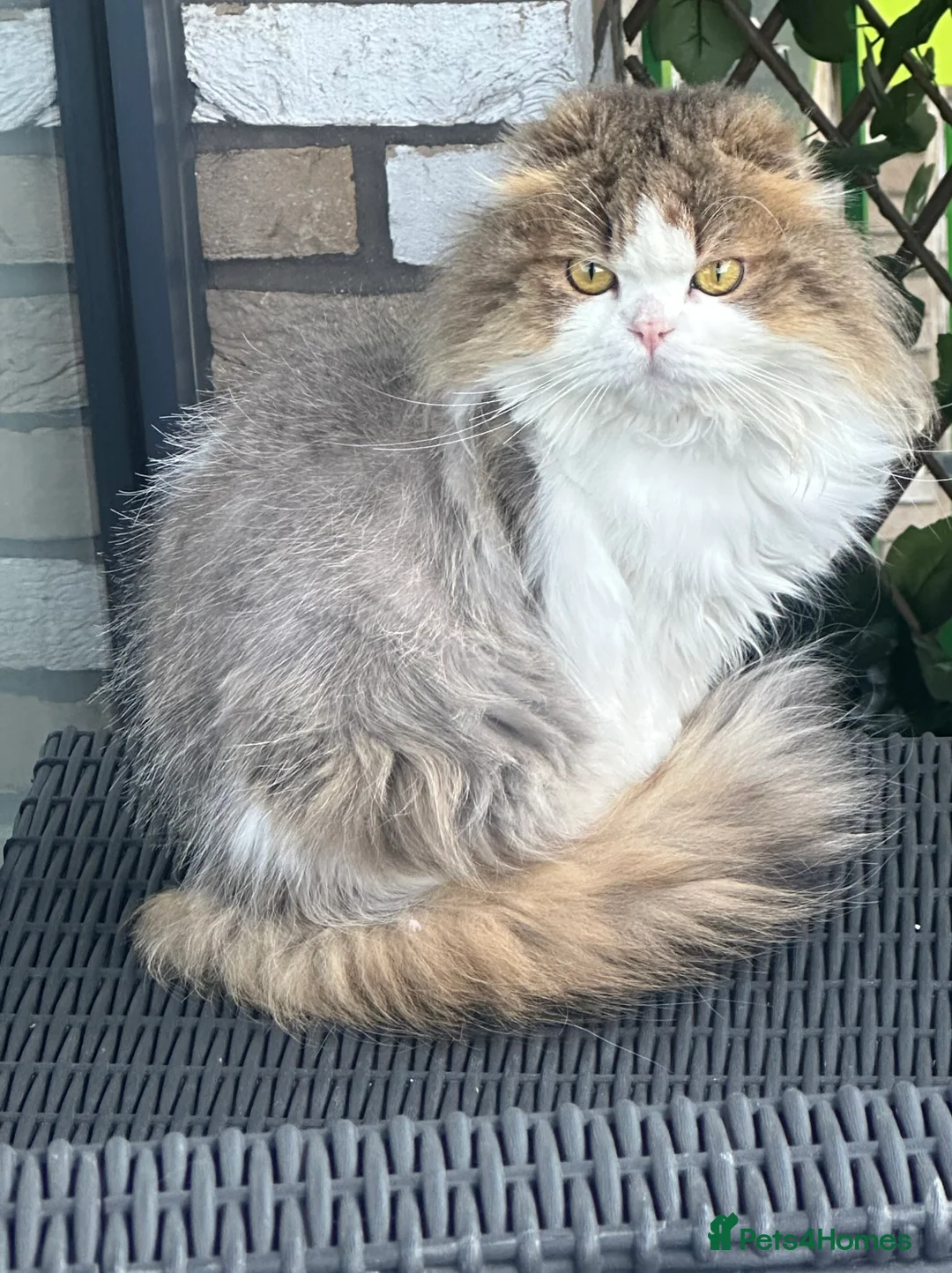 Scottish Fold cats for sale: Scottish fold longhair  - Advert 4