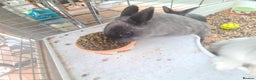 Mini Lop rabbits for sale: Rabbits - Advert 4