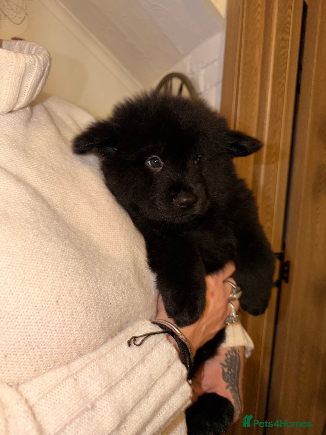 Mixed Breed dogs for sale: 🧸CHOW SHEPHERDS🧸 little bears ready now! - Advert 20
