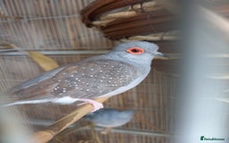Doves birds for sale: 2xDiamond Doves with Cage - Image 4