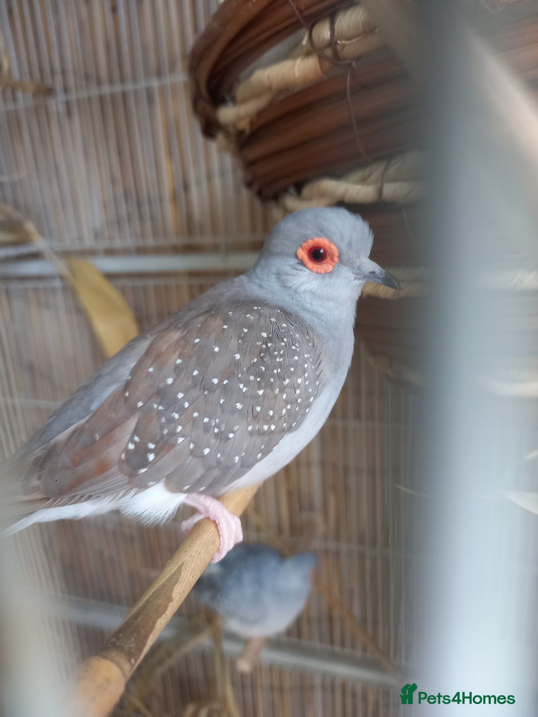 Doves birds for sale: 2xDiamond Doves with Cage - Image 4