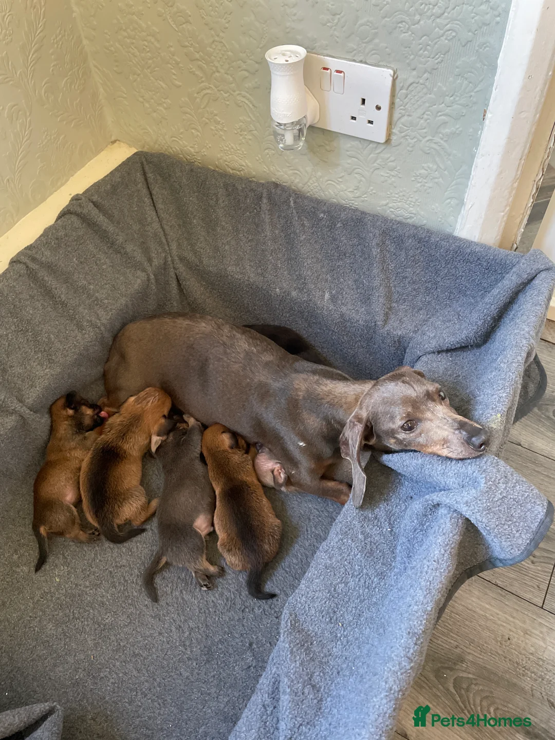 Chiweenie dogs for sale: Chiweenie pups  in Rochdale - Advert 2
