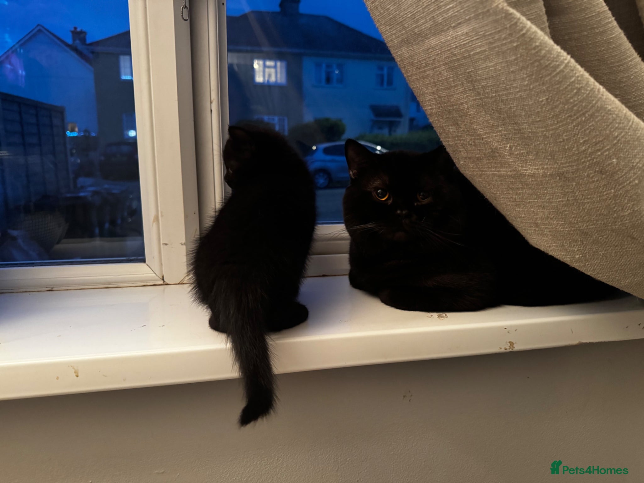 Mixed Breed cats for sale: 2 beautiful female kittens available  - Advert 4