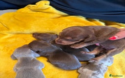 Miniature Dachshund dogs for sale: ❤️🐶 Miniature dachshund puppies 🐶❤️ - Image 5