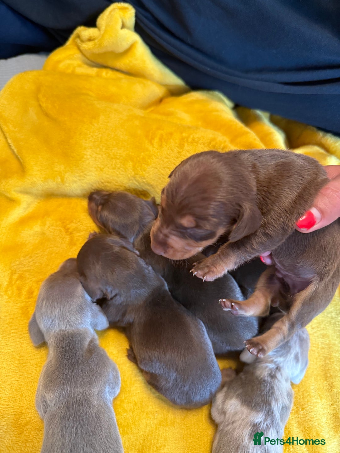 Miniature Dachshund dogs for sale: ❤️🐶 Miniature dachshund puppies 🐶❤️ - Image 5