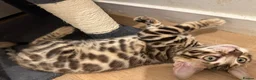 Bengal cats for sale: Beautiful pure bengal girl looking for new home  - Advert 7