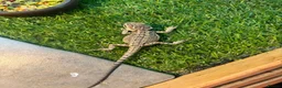 Bearded Dragon reptiles for sale: Bearded dragon babies - Advert 7