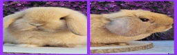Mini Lop rabbits for sale: Beautiful pure bred mini lops - Advert 3