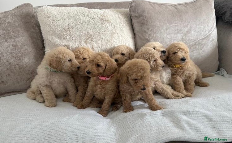 Standard Poodle dogs - Advert 1