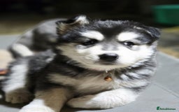 Siberian Husky dogs for sale: Beautiful Male and Female Husky pups  - Image 6