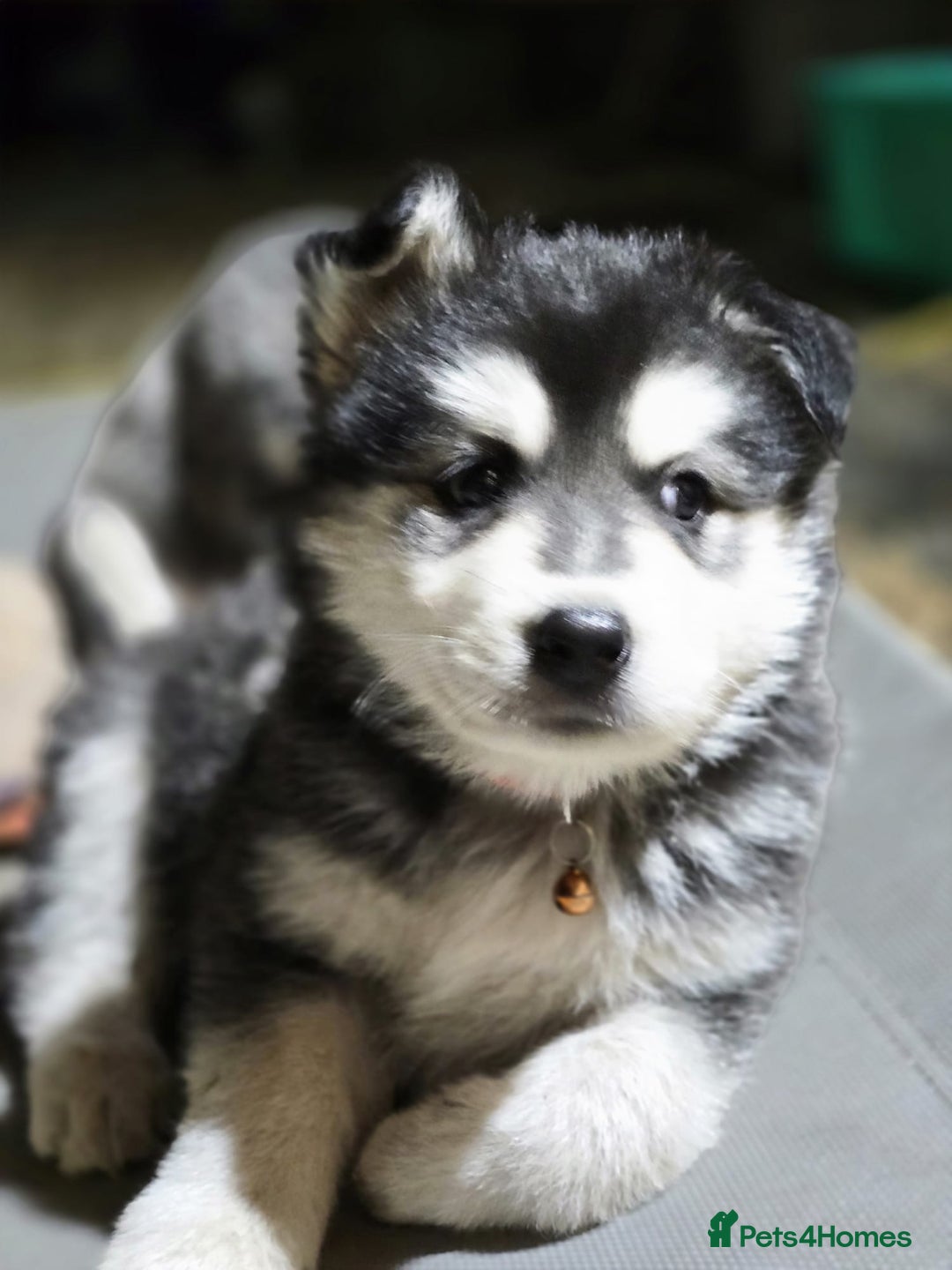 Siberian Husky dogs for sale: Beautiful Male and Female Husky pups  - Image 6