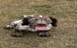 Cocker Spaniel dogs for sale: Cocker spaniel boy - Image 1