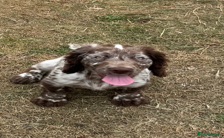 Cocker Spaniel dogs - Advert 16