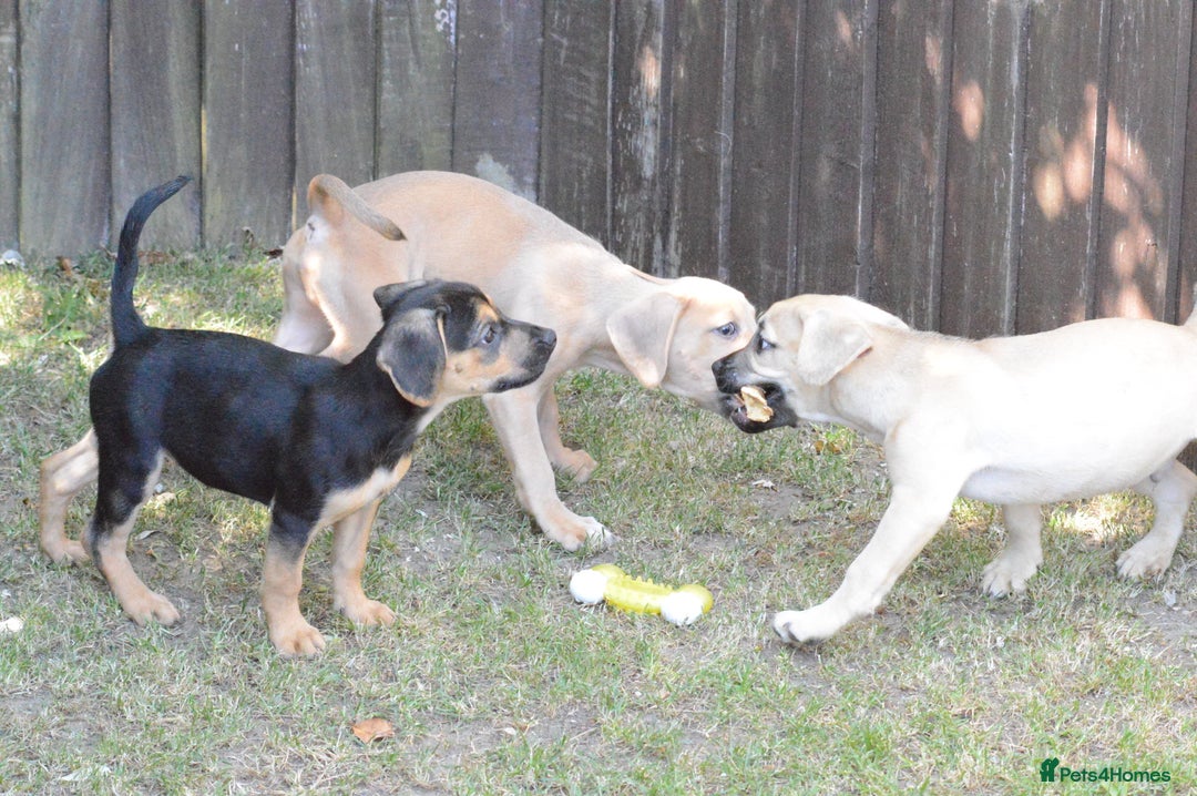 Mixed Breed dogs for sale: Mixed Breed Pups - Image 24