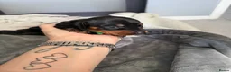 Miniature Dachshund dogs for sale: 6x miniature dachshund puppies - Advert 36